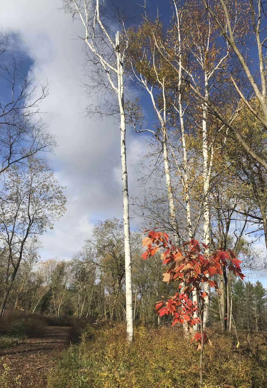 Colonial Park trees in fall